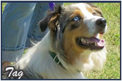 Tag