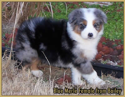 Blue Merle Female