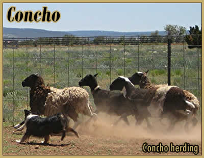 Concho
