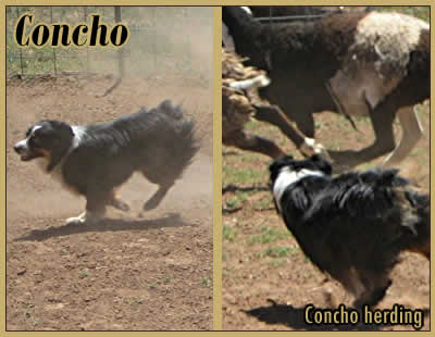 Concho
